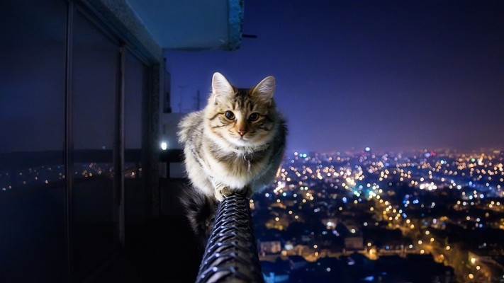 Fearless Cat - 1366x768 Wallpaper - teahub.io