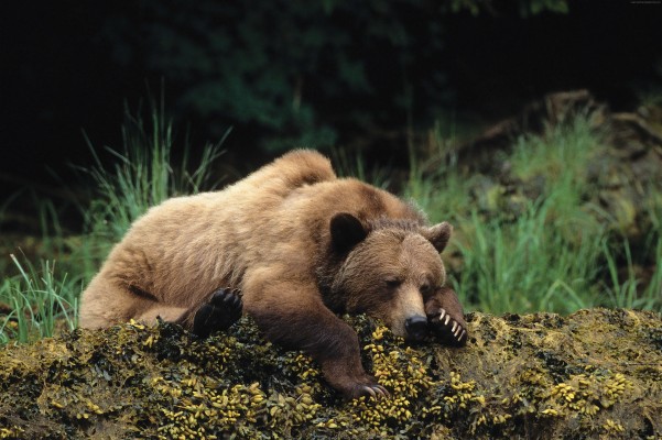 Baby Bear Lying Down - 5100x3389 Wallpaper - teahub.io