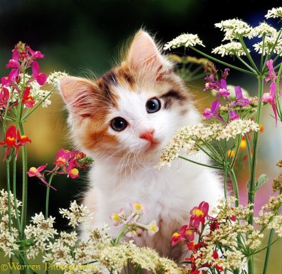 Wallpaper Kucing Comel - Kucing Parsi - 800x600 Wallpaper - teahub.io