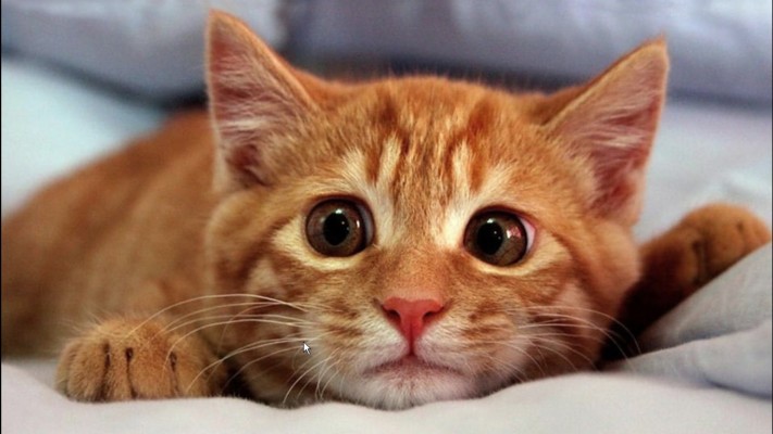 cute sad cat face