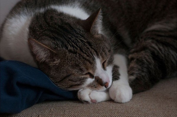 Kucing Anggora 1600x1178 Wallpaper Teahub Io