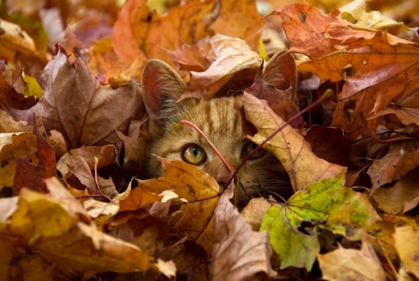 fall wallpaper with cats