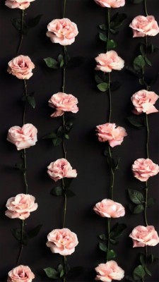 Roses Background Hd Wallpaper For Mobile