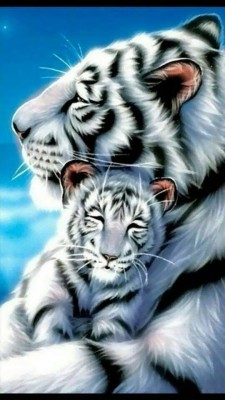 Harimau Tidur Mata Terpejam Sleeping Siberian Tiger 1000x625 Wallpaper Teahub Io