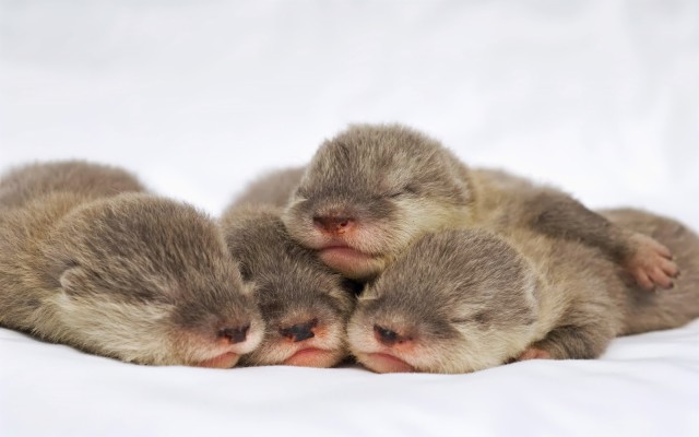 Asian Small Clawed Otter Baby - 1280x800 Wallpaper - teahub.io