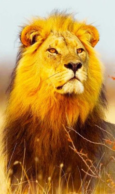 ?mobile Wallpaper - Sharechat - Imagenes De Leones Majestuosos - 663x1114  Wallpaper - teahub.io