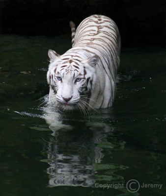 White Tiger Wallpaper Hd - Singapore Zoo - 2560x1440 Wallpaper - teahub.io