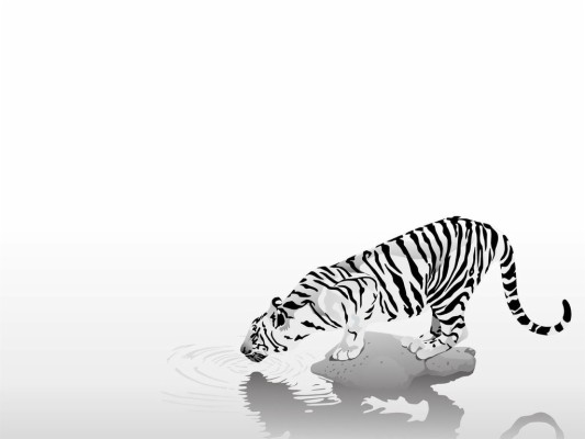 Tiger Drinking Water Drawing - 1024x768 Wallpaper 