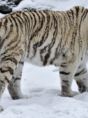 White Tigers In Snow - 1920x1080 Wallpaper - teahub.io