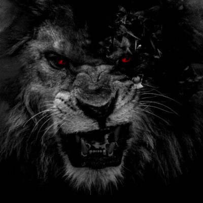 Download Lion Wallpapers and Backgrounds 