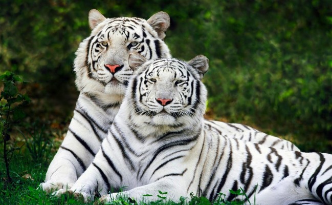Male And Female White Tigers - 1600x985 Wallpaper - teahub.io