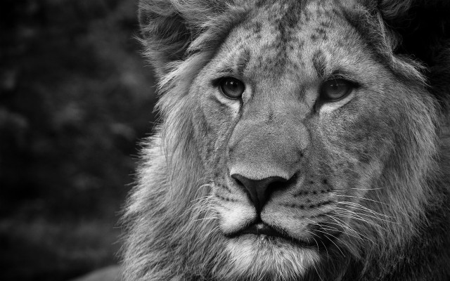 Download Lion Pictures Wallpapers and Backgrounds 
