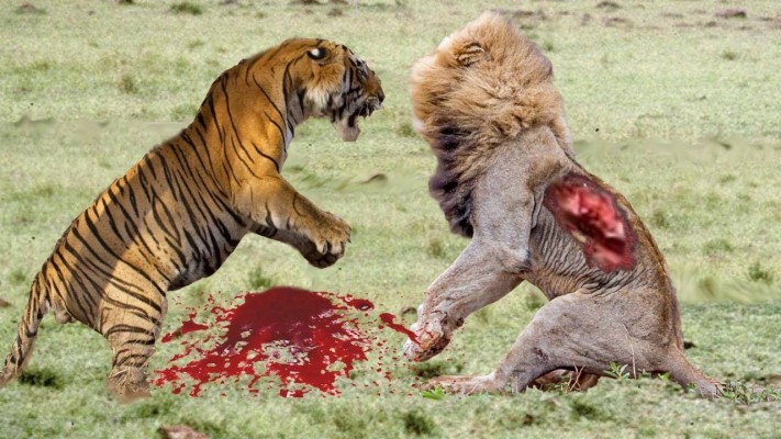 lion fight with tiger