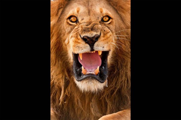 Angry Lion Images Hd - 1440x2560 Wallpaper 