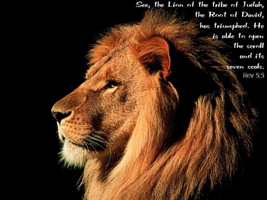 Reality Lion Hd Pics For Pc Mac Laptop Tablet Lions In Black Background 19x1080 Wallpaper Teahub Io