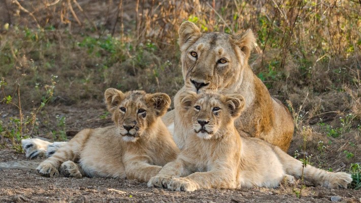 Lion In Gir Forest National Park - Geer Forest Gujarat Park - 1920x1080