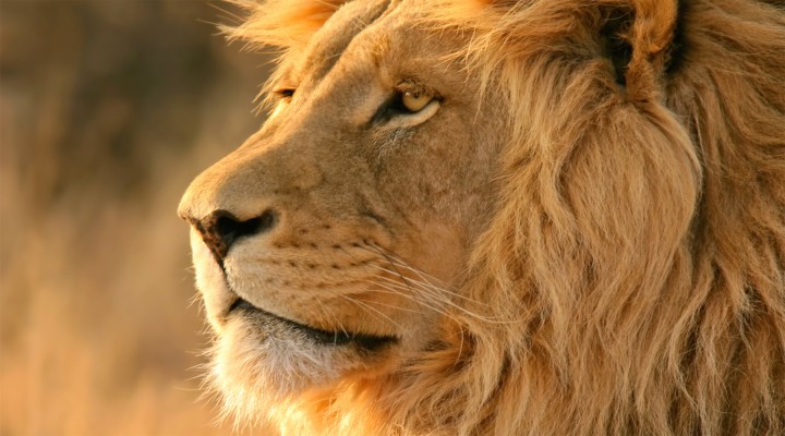 Lion Hd Wallpapers For Mobile Phones