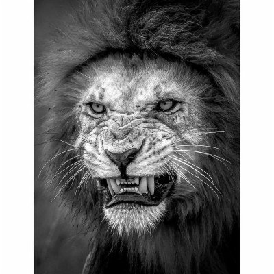 Lion Growling Photography Black And White - 1080x1080 Wallpaper - teahub.io