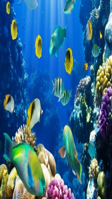 Beautiful Fish In Water - 640x1136 Wallpaper - teahub.io