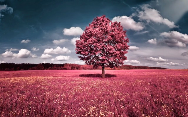 Nature Wallpapers Tumblr - Pink Desktop Wallpaper Hd - 1280x800 ...