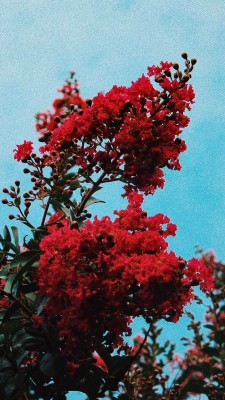 Crape Myrtle - 675x1200 Wallpaper - teahub.io