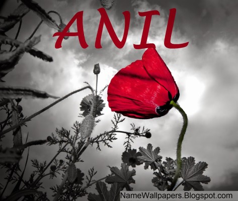 Anil Name Wallpapers Anil ~ Name Wallpaper Urdu Name - Anil Name ...