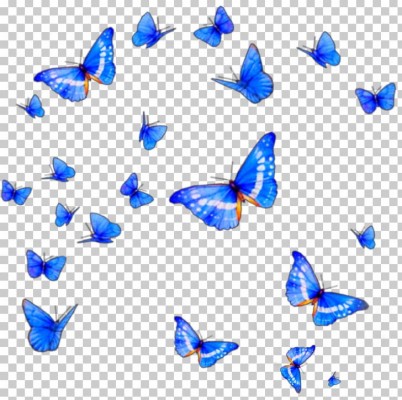 Download Butterfly Wallpapers and Backgrounds 