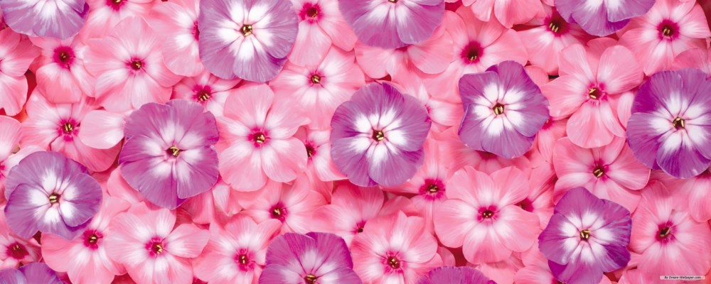 Summer Flowers Facebook Cover - 1920x1200 Wallpaper - teahub.io