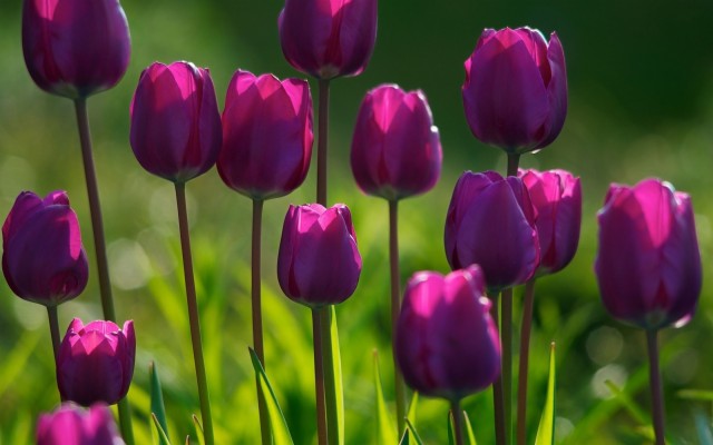 Adorable Spring Flowers Pics, Spring Flowers Screensavers - Purple 