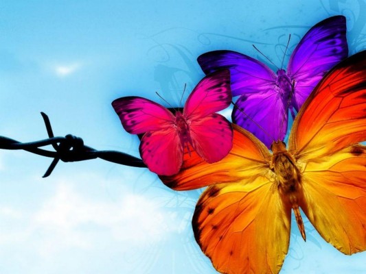 Free Animated Butterfly Wallpaper - Colourful Real Life Cute Butterfly -  1600x1200 Wallpaper 