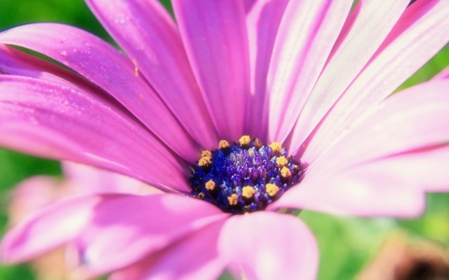 Hd Wallpapers Free Download - Nature Flower Background Hd - 1280x720 ...