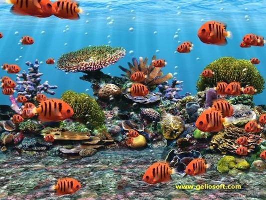 Moving Fish Screensavers Free Download 1280x720 Wallpaper