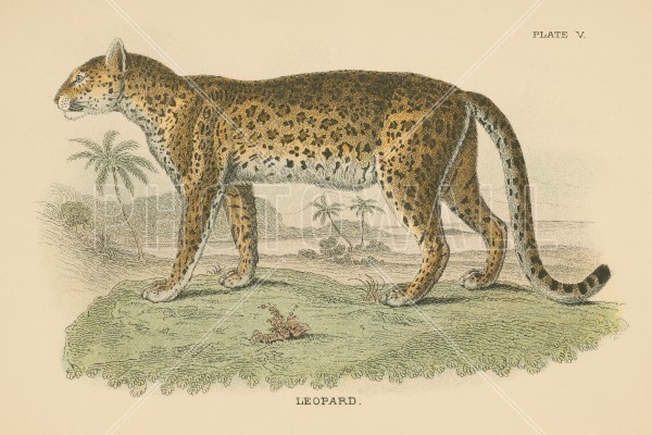 Vintage Leopard - Wallpaper - Kids Room - 3000x2000 Wallpaper - teahub.io