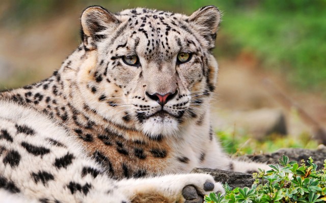 Wild Snow Leopard Cubs - 640x960 Wallpaper - teahub.io