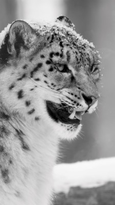 Snow Leopard Wallpaper Iphone - 750x1334 Wallpaper - teahub.io