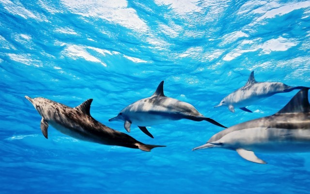 High Quality Dolphin Wallpaper 1920x1200 Wallpaper Teahub io