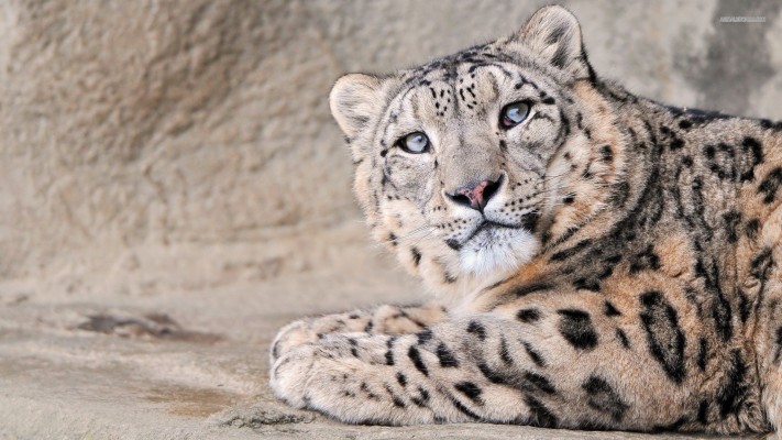 Snow Leopard Endangered Species Inspirational Snow - Hd Wallpaper ...