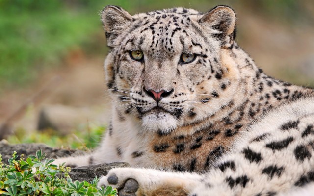 Angry Snow Leopard Face - 640x960 Wallpaper - teahub.io