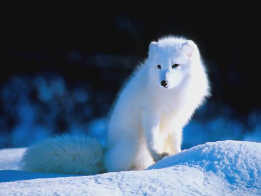 Arctic Fox 19x10 Wallpaper Teahub Io