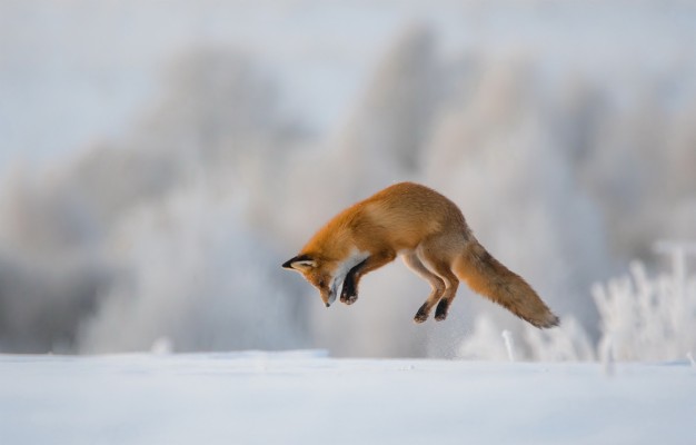 Photo Wallpaper Winter, Jump, Fox, Hunting - Animals Jumping Fox