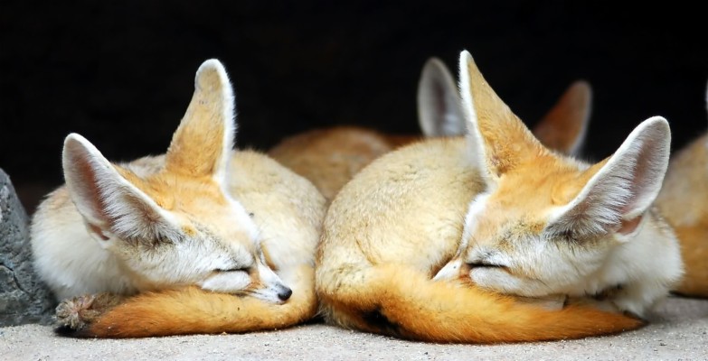 38 Fennec Fox Hd Wallpapers Cute Fennec Fox 19x10 Wallpaper Teahub Io