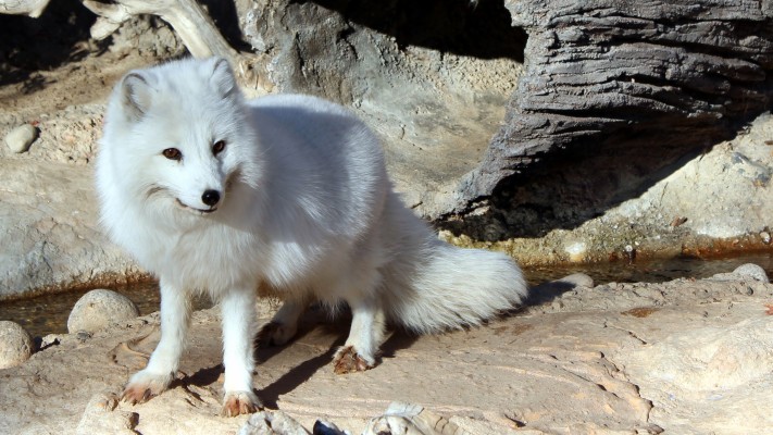 Arctic Fox Yellow Eyes - 1366x768 Wallpaper - Teahub.io