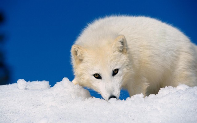 Arctic Fox 19x10 Wallpaper Teahub Io