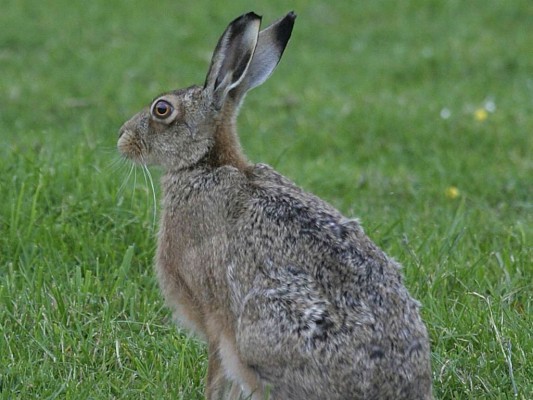 Free Hare Wallpaper Wallpapers Download - Irish Hare - 1024x768 ...