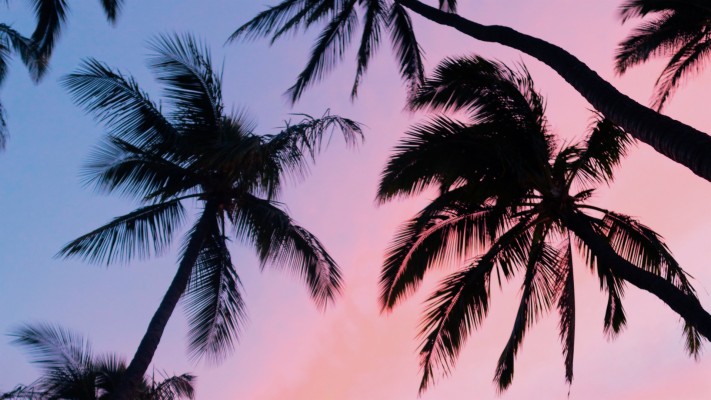 Download Palm Tree Wallpapers and Backgrounds 
