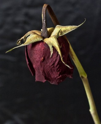 Paintings Of Dead Roses - 736x896 Wallpaper - teahub.io