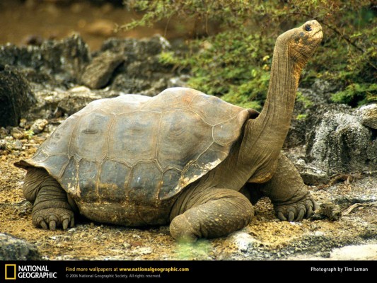 Ultra Hd Tortoise Wallpapers - 1024x768 Wallpaper - teahub.io