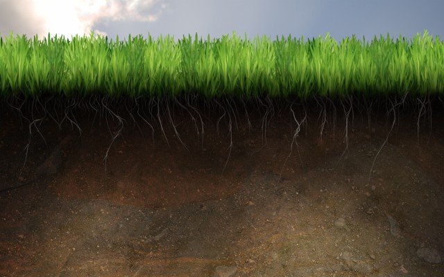 Grass Soil - 1680x1050 Wallpaper 