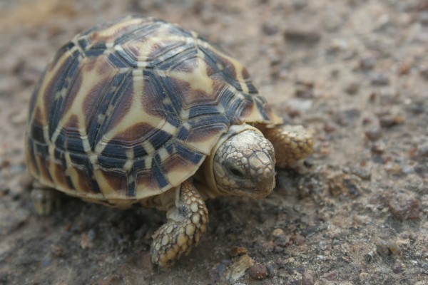 Tortoise - 1024x768 Wallpaper - teahub.io