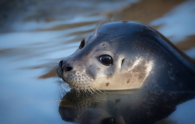 Photo Wallpaper Look, Face, Water, Seal, Portrait, - Seal Cub ...